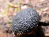 cramp balls